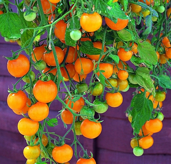 Tomate 'Tumbling Tom Yellow', 10 Samen